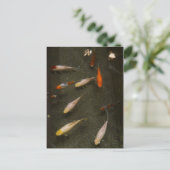 Carte postale Nishikigoi (Poisson Koi) (Debout devant)
