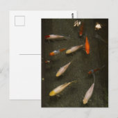 Carte postale Nishikigoi (Poisson Koi) (Devant / Derrière)