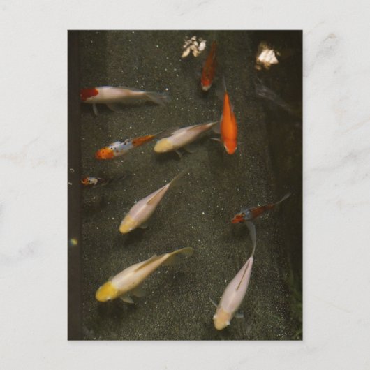 Carte postale Nishikigoi (Poisson Koi) (Devant)
