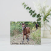 Carte Postale NiteSilhouette (Debout devant)