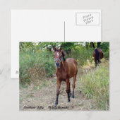 Carte Postale NiteSilhouette (Devant / Derrière)