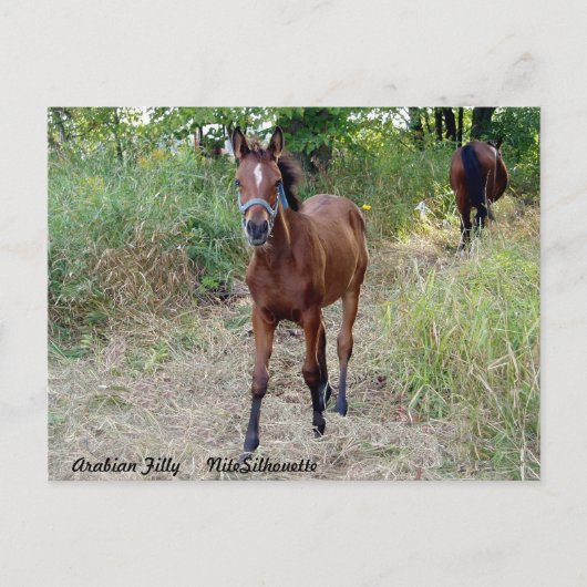 Carte Postale NiteSilhouette (Devant)