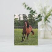 Carte Postale Nizir (Debout devant)