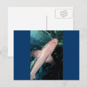 Carte Postale NJ Shark CB (Devant / Derrière)