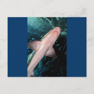 Carte Postale NJ Shark CB