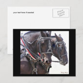 Carte postale no 1 des Chevaux d'ébauche (Devant / Derrière)