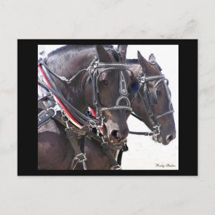 Carte postale no 1 des Chevaux d'ébauche