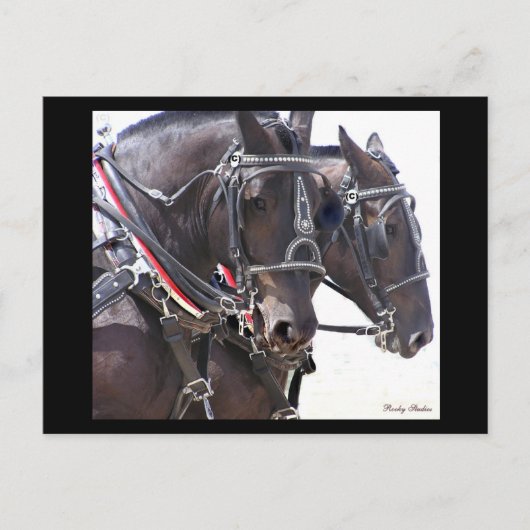 Carte postale no 1 des Chevaux d'ébauche (Devant)