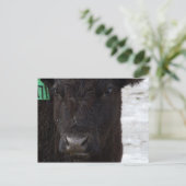 Carte postale 'No Bull' (Debout devant)