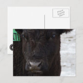 Carte postale 'No Bull' (Devant / Derrière)
