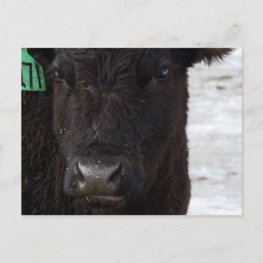 Carte postale 'No Bull' (Devant)