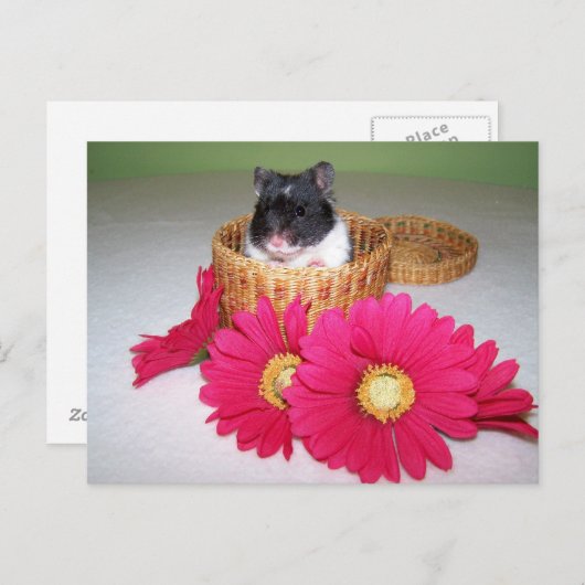 Carte Postale noah cutie (Devant / Derrière)