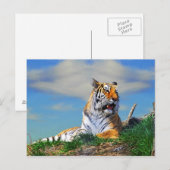 Carte Postale Nobel Tiger (Devant / Derrière)