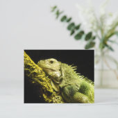 Carte postale Noble Iguana (Debout devant)