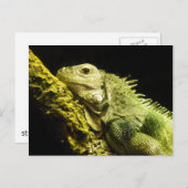 Carte postale Noble Iguana (Devant / Derrière)