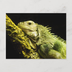 Carte postale Noble Iguana