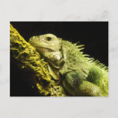 Carte postale Noble Iguana (Devant)
