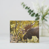 Carte Postale Noble taureau (Debout devant)