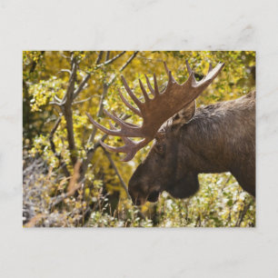Carte Postale Noble taureau