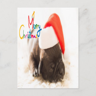 Carte Postale Noël à la chienne endormie