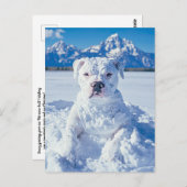 Carte Postale Noël Pitbull Chien Snowman (Devant / Derrière)