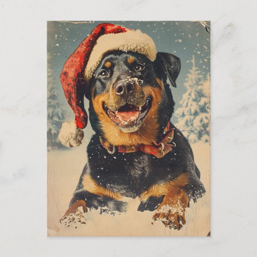 Carte Postale Noël Rottweiler (Devant)