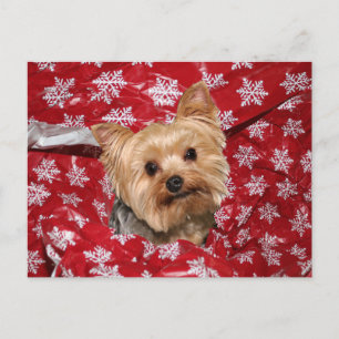 Carte Postale Noël Yorkie