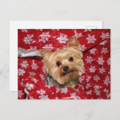 Carte Postale Noël Yorkie (Devant / Derrière)