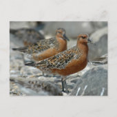 Carte Postale Noeud rouge (Devant)