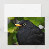 Carte Postale Noir (Devant / Derrière)