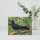 Carte Postale Noir (Debout devant)