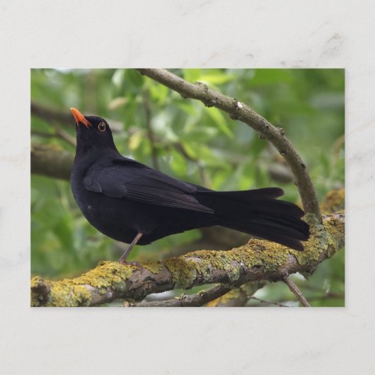 Carte Postale Noir (Devant)