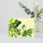 Carte Postale Noir (Debout devant)