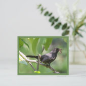 Carte Postale Noir (Debout devant)