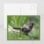 Carte Postale Noir (Devant / Derrière)