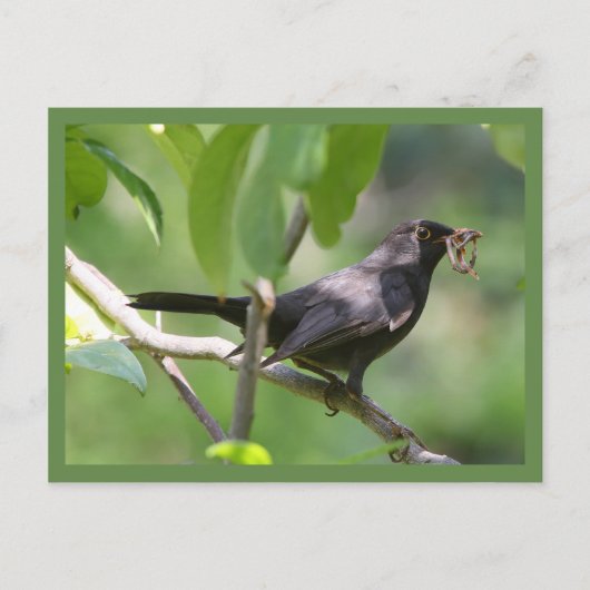 Carte Postale Noir (Devant)