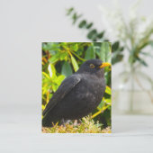 Carte Postale Noir (Debout devant)