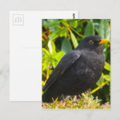 Carte Postale Noir (Devant / Derrière)