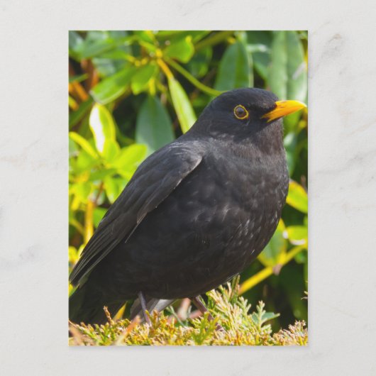 Carte Postale Noir (Devant)