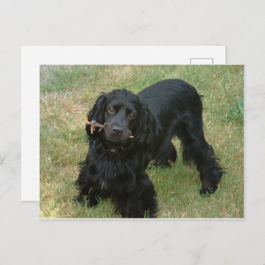 Carte Postale noir anglais cocker spaniel plein 2 (Devant / Derrière)
