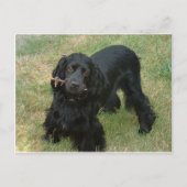 Carte Postale noir anglais cocker spaniel plein 2 (Devant)