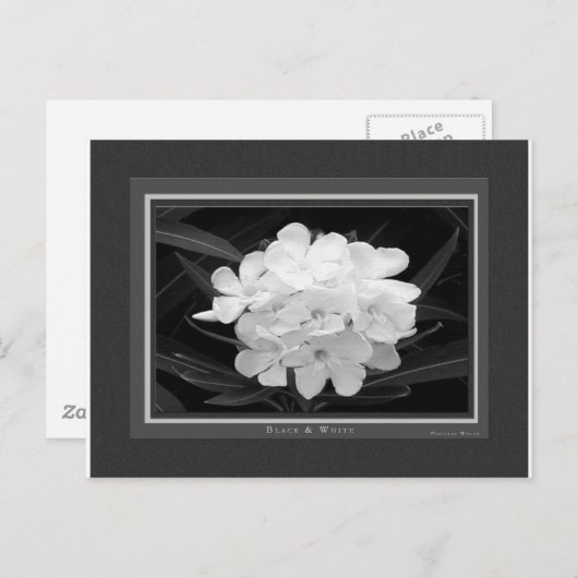 Carte Postale Noir & Blanc (Devant / Derrière)