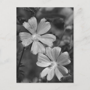 Carte Postale Noir & Blanc