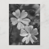 Carte Postale Noir & Blanc (Devant)