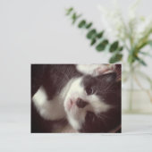 Carte Postale Noir Diamant Noir CUTE Kitty (Debout devant)