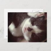 Carte Postale Noir Diamant Noir CUTE Kitty (Devant / Derrière)