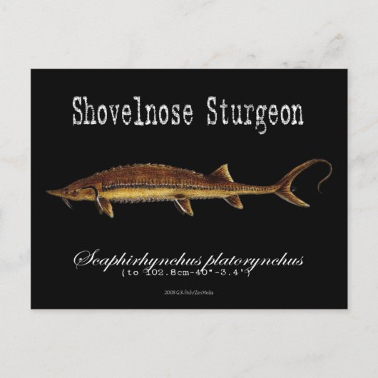 Carte Postale Noir-Esturgeon-Shovelnose (Devant)