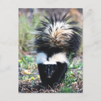 Carte Postale Noir et blanc