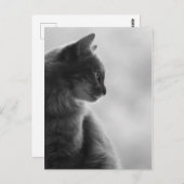 Carte Postale Noir et blanc, chat dans le profil (Devant / Derrière)