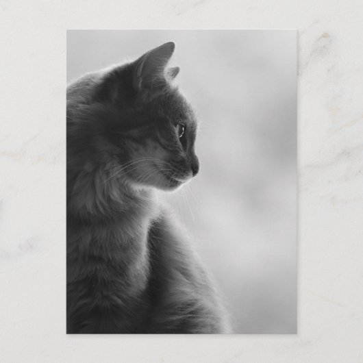 Carte Postale Noir et blanc, chat dans le profil (Devant)